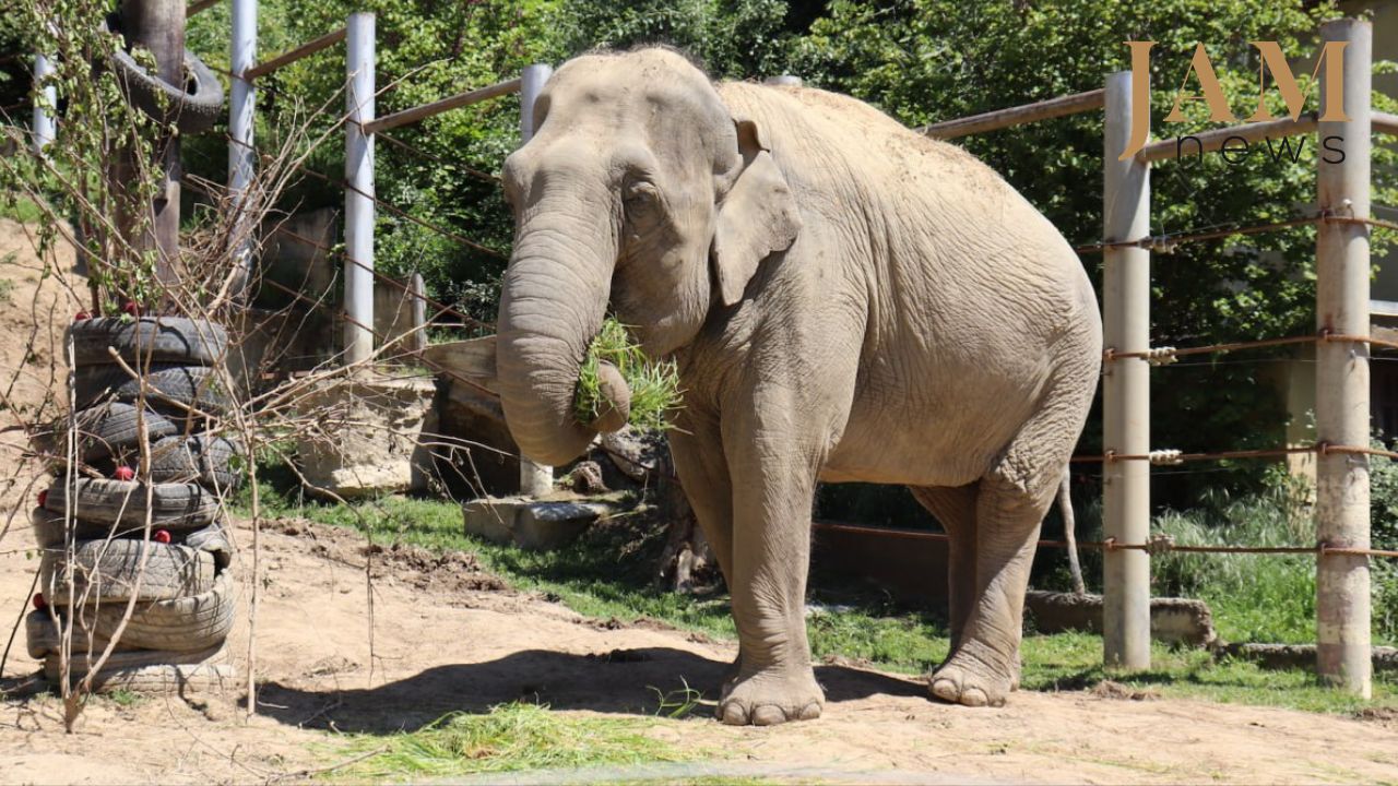 Il passato travagliato dell'elefante Malka e la sua nuova vita allo Zoo di Tbilisi | Video