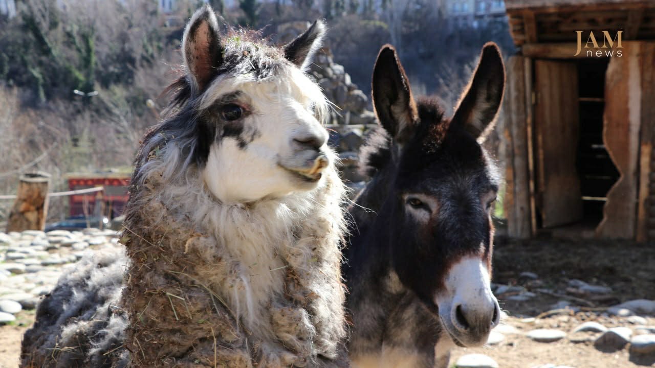 Alpacas at Tbilisi Zoo