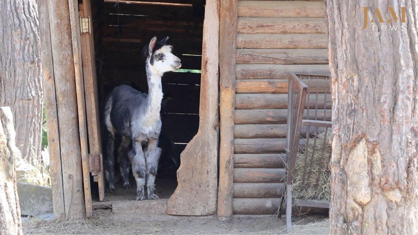 Restyling estivo dell’alpaca Chico: scene dallo zoo di Tbilisi – Video