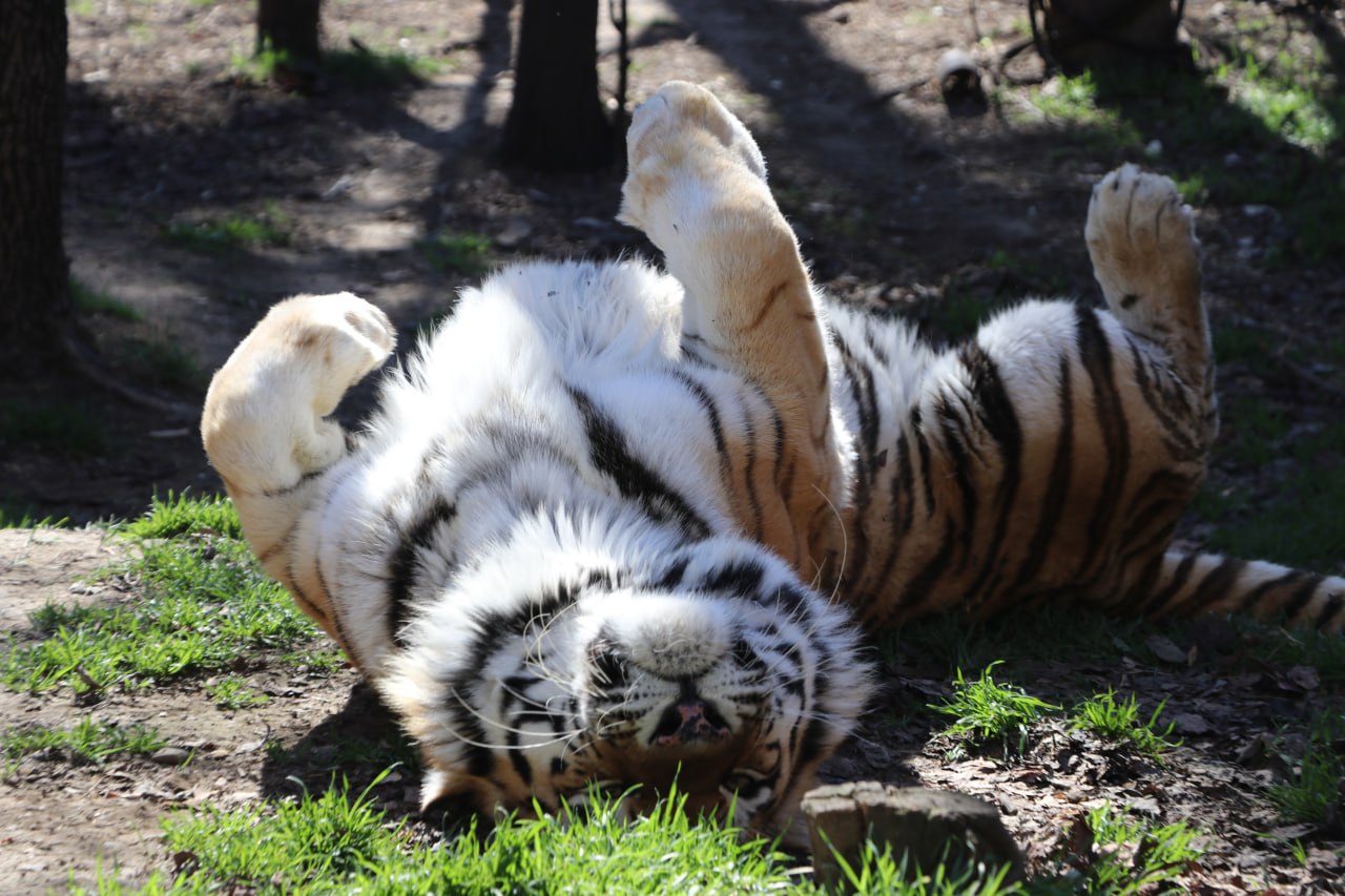 Gelato e docce fredde: restare al fresco nelle giornate calde allo Zoo di Tbilisi. Video