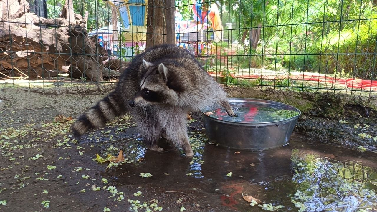 L’attività preferita della procione Anea allo zoo di Tbilisi – video