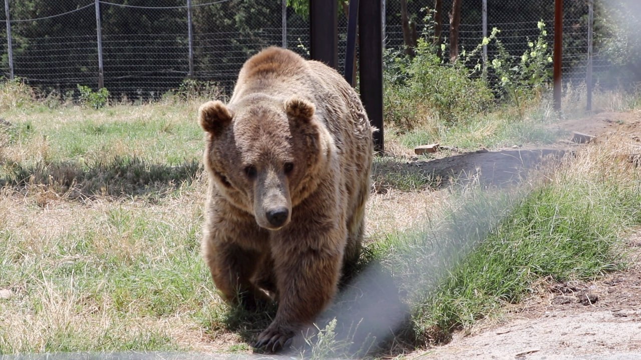 Nuovo zoo di Tbilisi pronto ad accogliere i visitatori – video