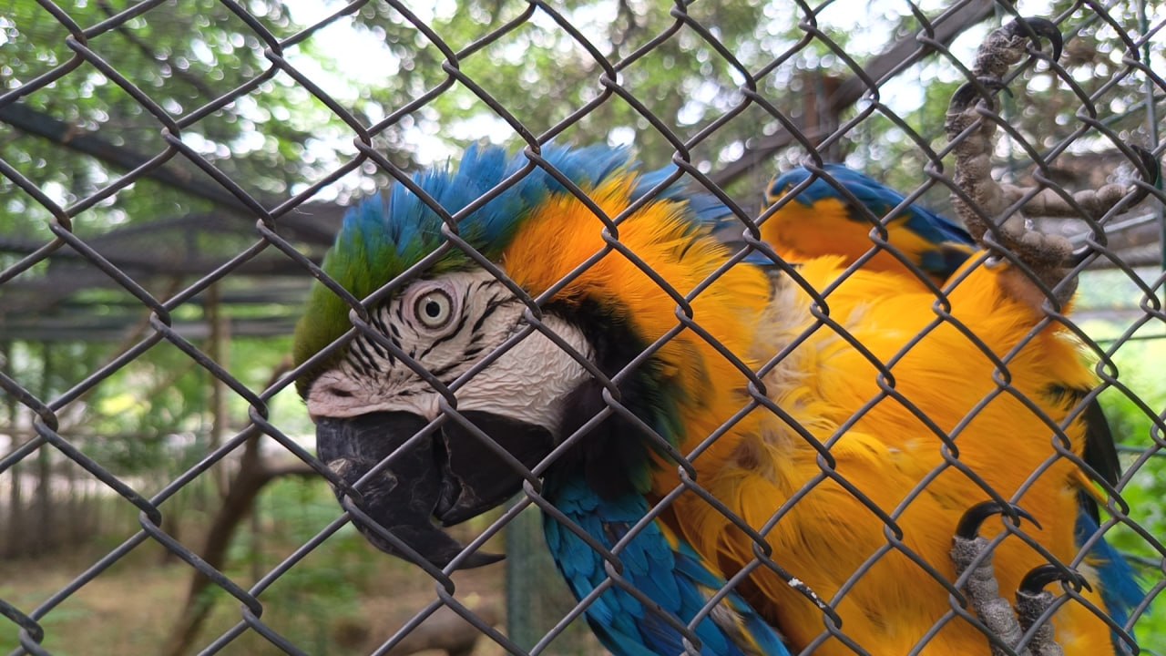 Pappagalli Rocky e Kiki: i residenti più brillanti dello Zoo di Tbilisi – video