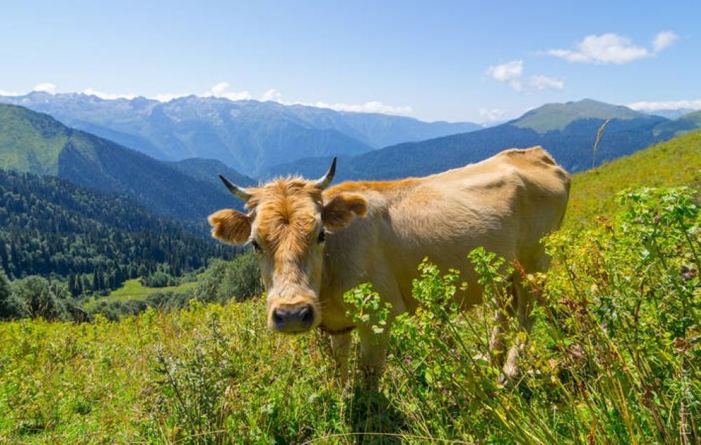 Abcasia valuterà l'efficacia della spesa dei sussidi agricoli