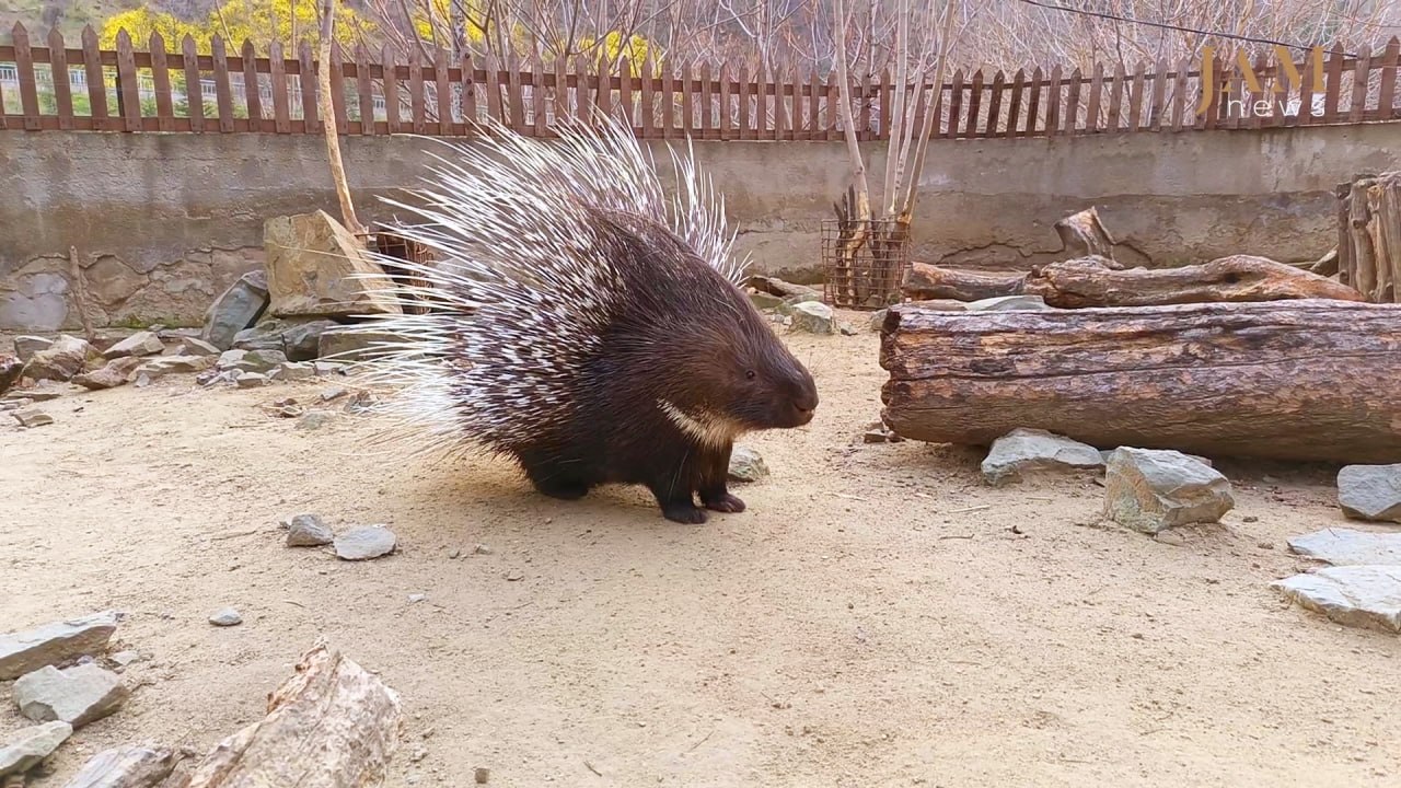 Una coppia di porcospini, Khrashuna e Khramuna, allo zoo di Tbilisi – video