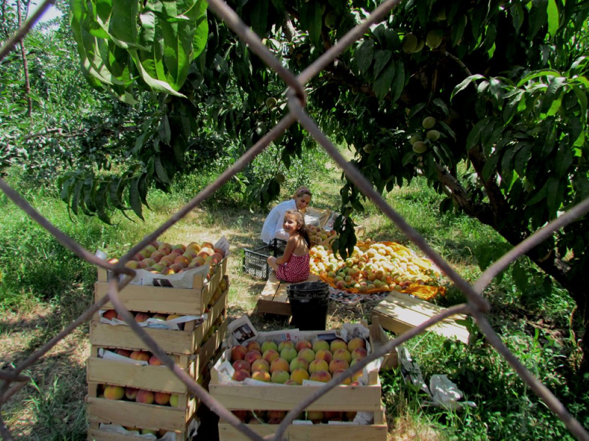 Come reagisce l’Armenia alle restrizioni sull’esportazione verso la Russia: opinioni degli agricoltori e statistiche ufficiali