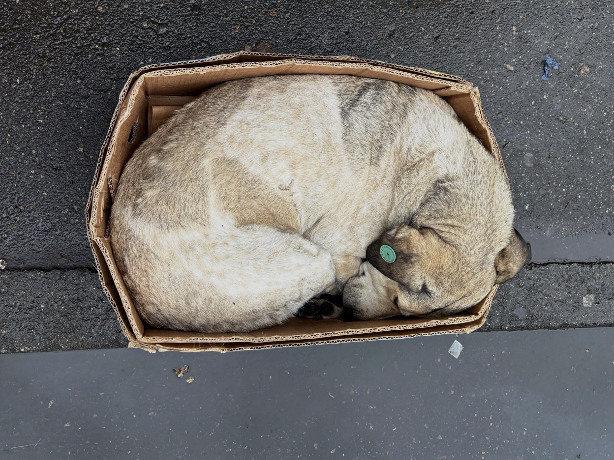 Salvare i cuccioli di rifugio: perché la Georgia discute di nuovo il destino dei cani randagi