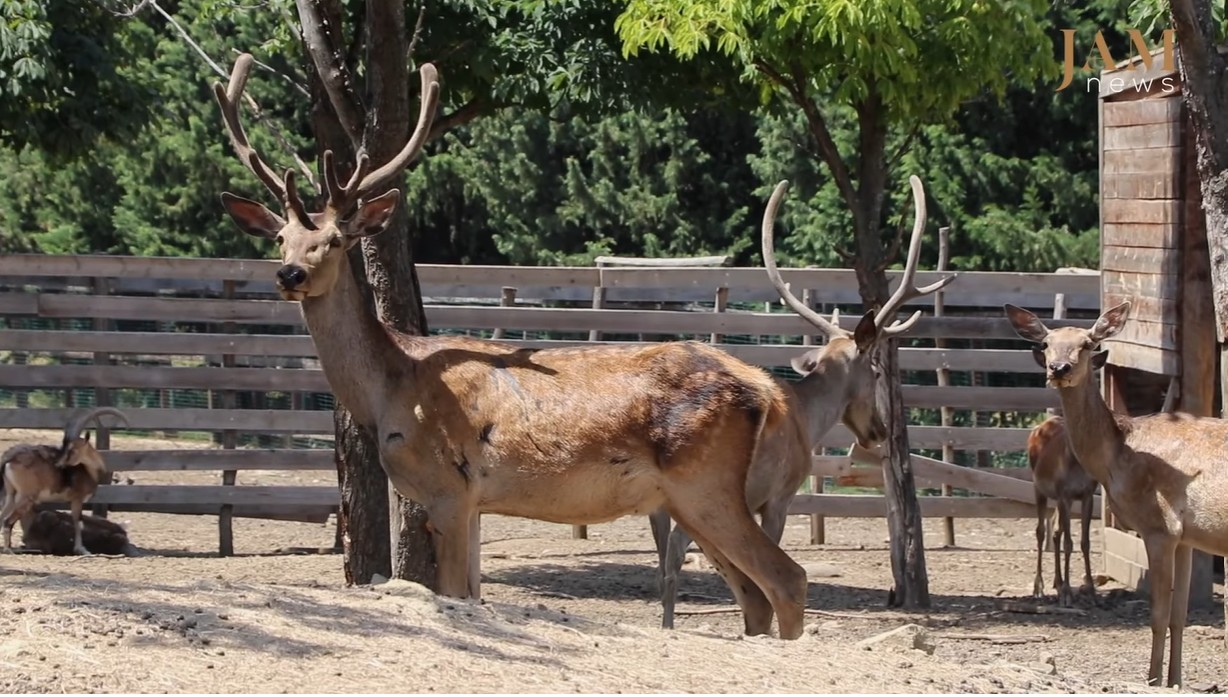 Tbilisi Zoo releases deer