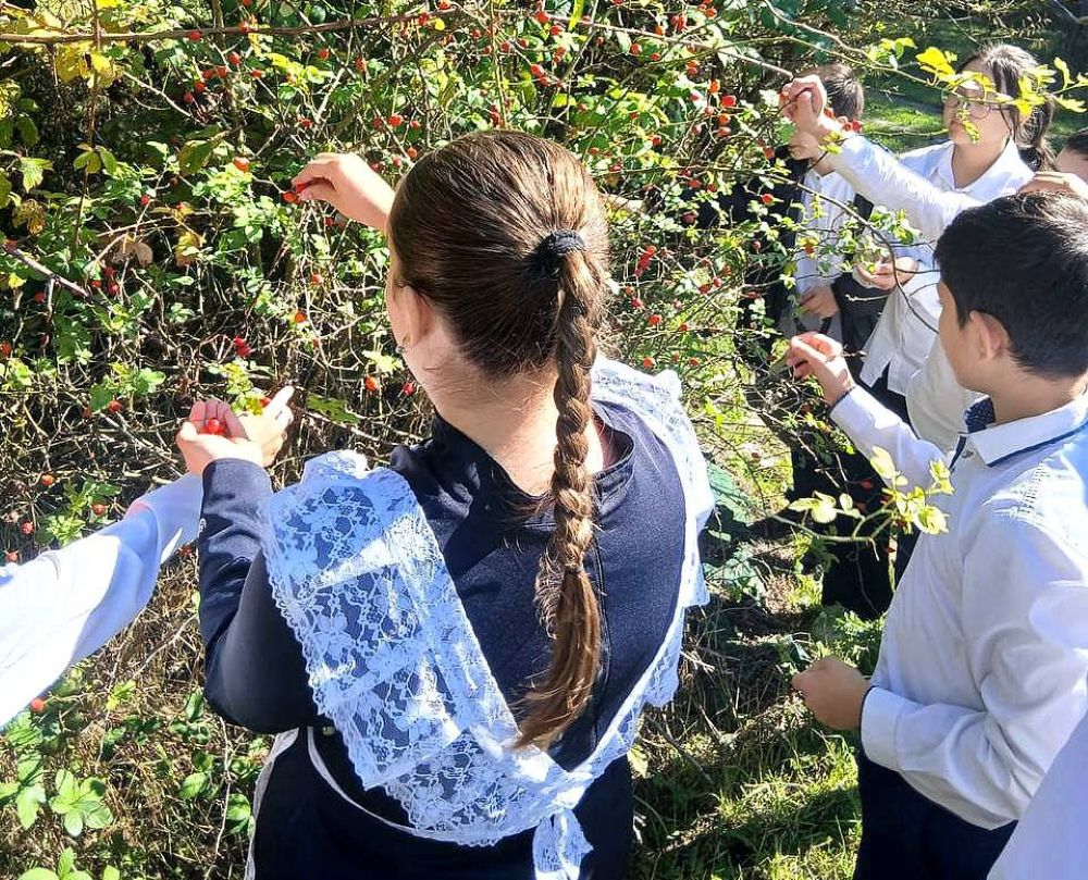 Sfruttamento nostalgico: il nuovo presidente dell'Ossezia del Sud manda gli studenti a raccogliere bacche di rosa canina